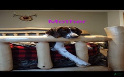 English Springer Spaniel dogs for sale: Banelli - Image 9
