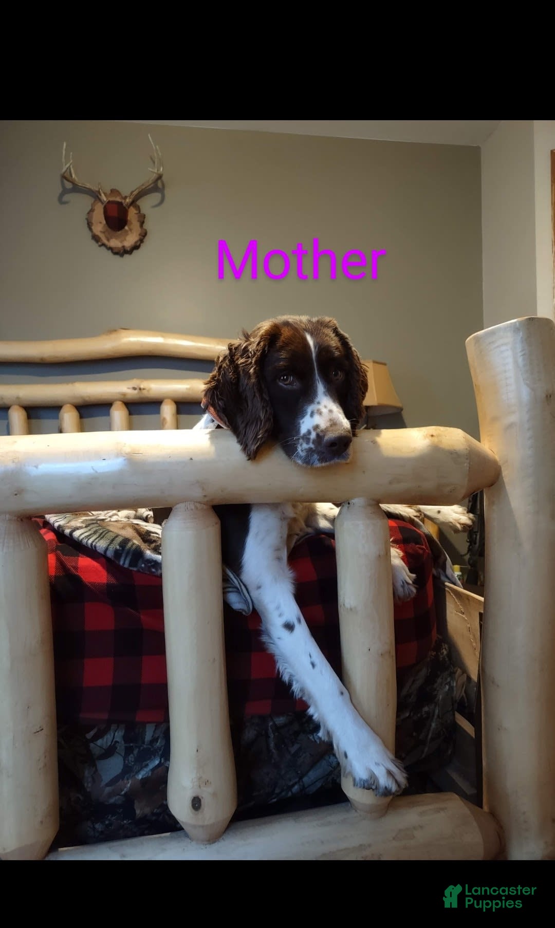 English Springer Spaniel dogs for sale: Banelli - Image 9