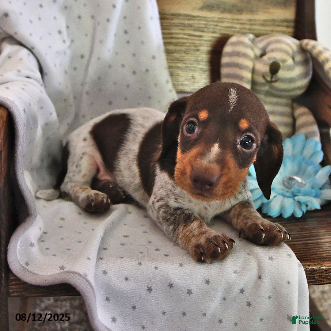 Miniature Dachshund dogs for sale: Miniature Dachshund 5 puppies - Image 23