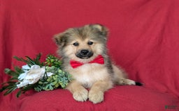 Pomeranian dogs for sale: Ellison - Image 7
