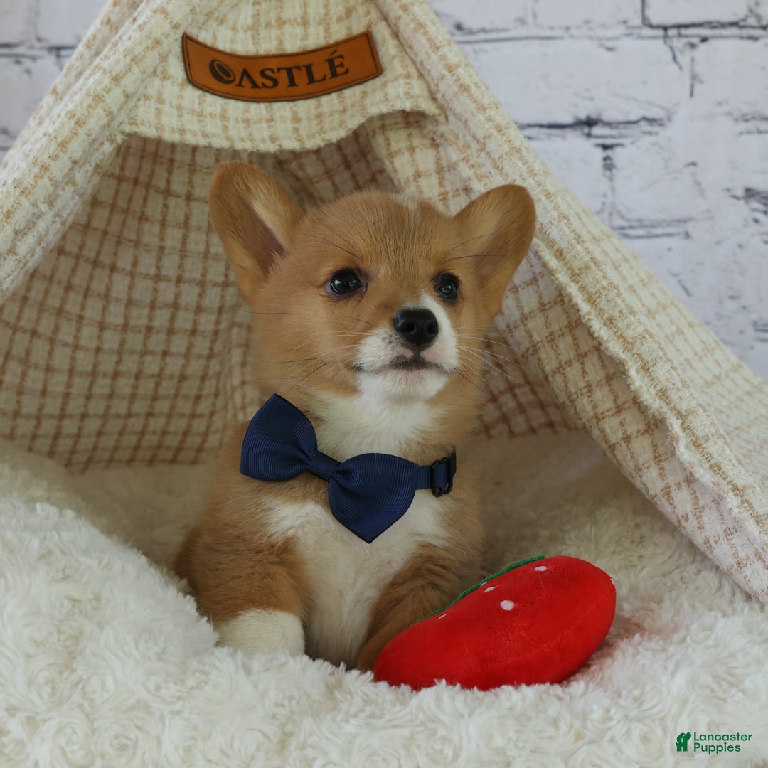 Welsh Corgi Pembroke dogs for sale: Gilbert - Image 13