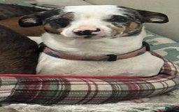 Chihuahua dogs for sale: Toby - Image 6
