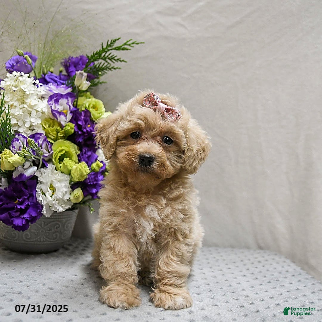 Maltipoo dogs for sale: Sunrise - Image 2