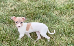 Italian Greyhound dogs for sale: Noel - Image 1