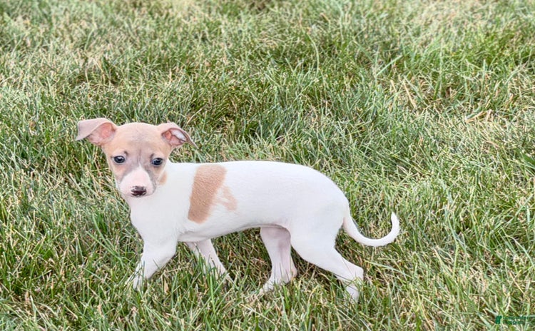 Italian Greyhound dogs for sale - Ad 4