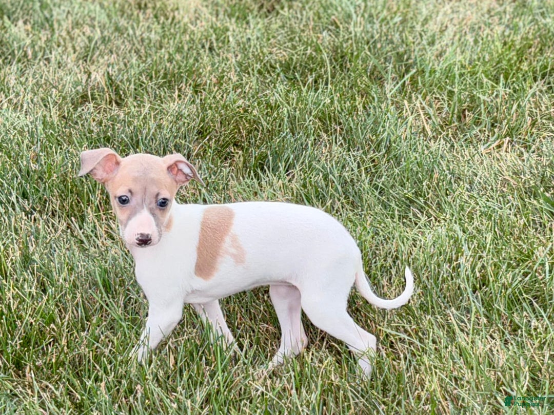 Italian Greyhound dogs for sale: Noel - Image 1
