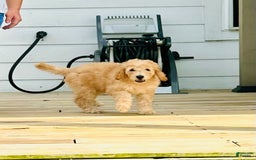 Goldendoodle dogs for sale: Athena - Image 1