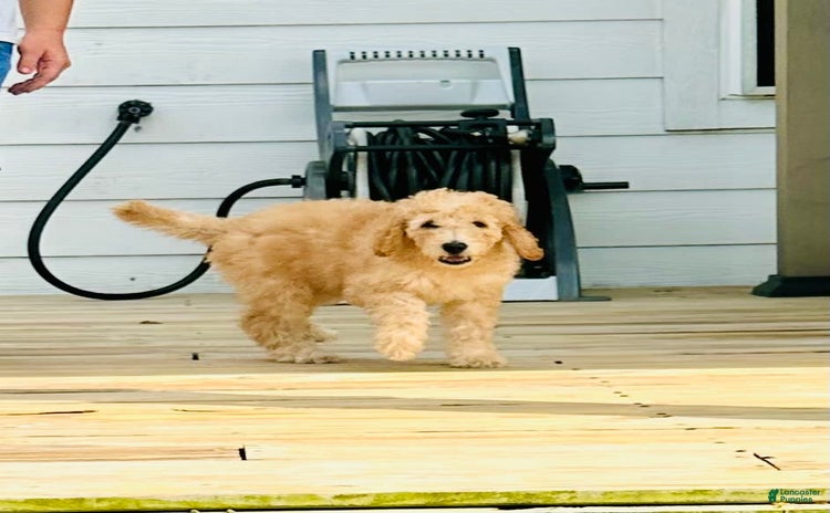 Goldendoodle dogs for sale - Ad 2