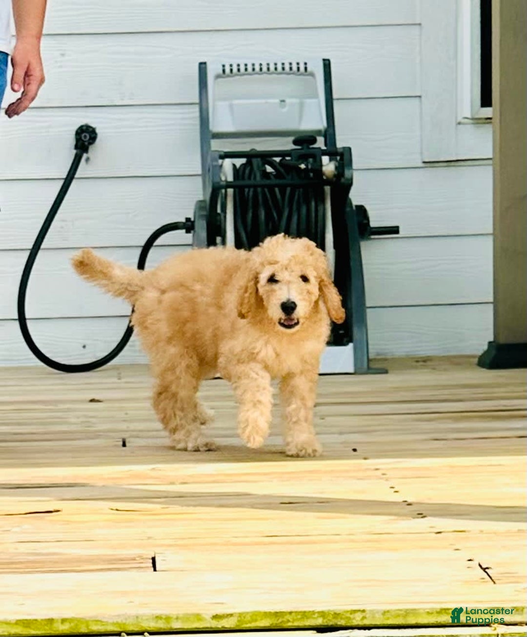 Goldendoodle dogs for sale: Athena - Image 1