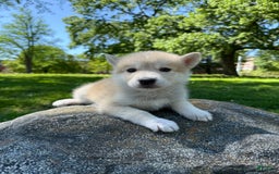 categoriesInfo:categoryAttributeOptions.pets.dogs.breed.akita dogs for sale: Champ - Image 32