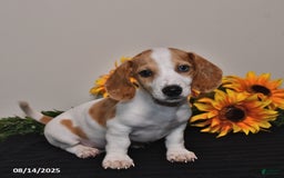 Miniature Dachshund dogs for sale: Oscar - Image 1