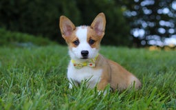 Welsh Corgi Pembroke dogs for sale: Loki - Image 7