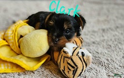 Yorkshire Terrier dogs for sale: Clark - Image 4