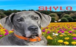 Great Dane dogs for sale: Jenny - Blue Merle - Image 3