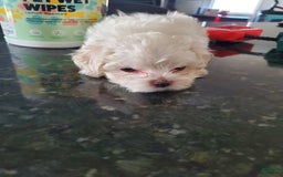 Maltese dogs for sale: Pepe - Image 8