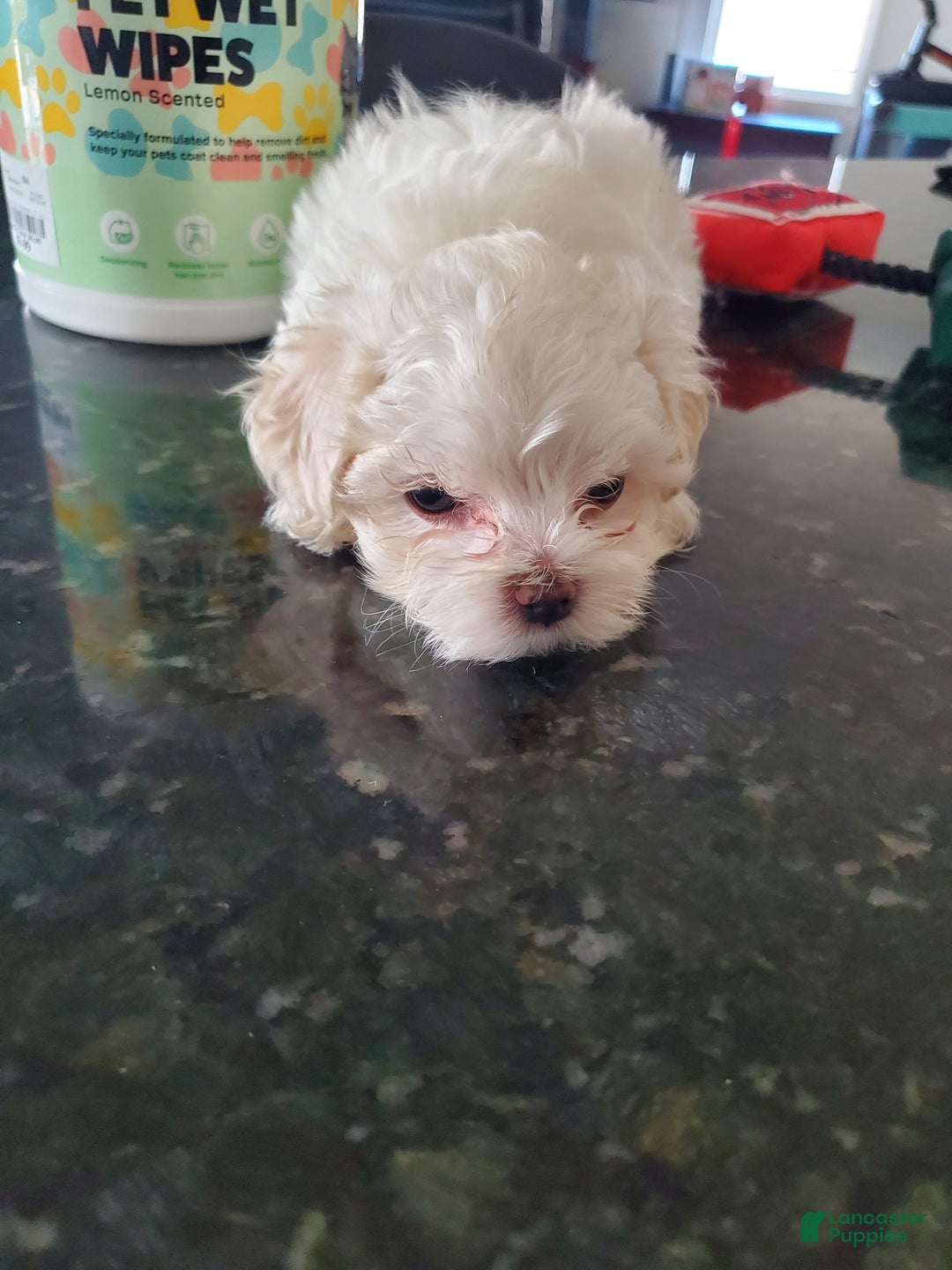 Maltese dogs for sale: Pepe - Image 8