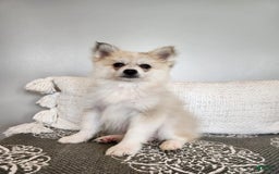 Pomsky dogs for sale: Blizzard - Image 6