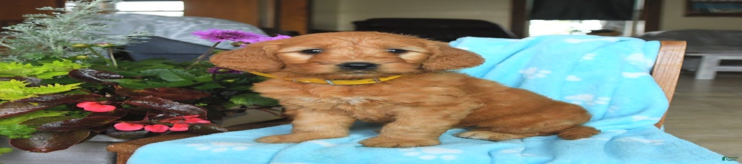 Peanut
