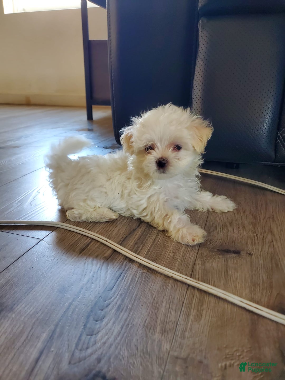 Maltese dogs for sale: Pepe - Image 9