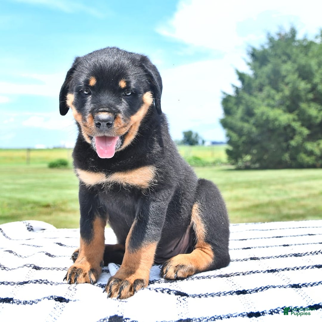 Rottweiler dogs for sale: Sparkle - Image 6