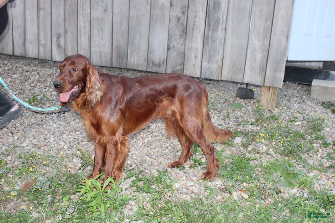 Irish Setter dogs for sale: Flossy - Image 6