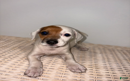 Jack Russell Terrier dogs for sale: Sandy - Image 6