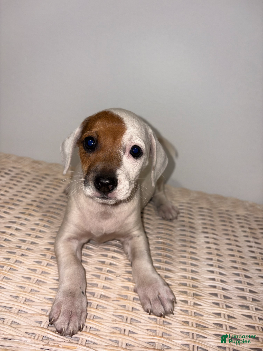 Jack Russell Terrier dogs for sale: Sandy - Image 6