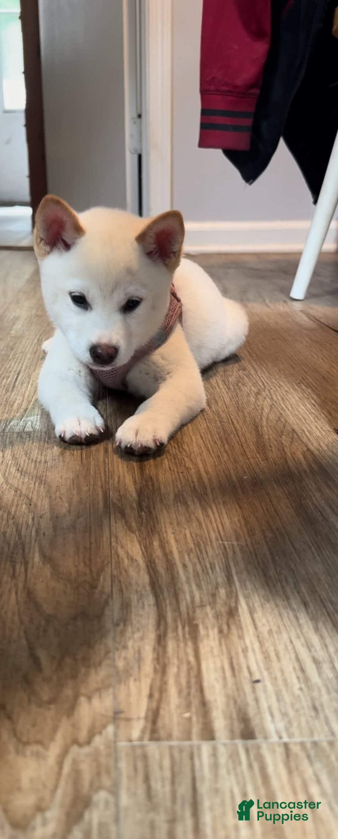 Shiba Inu dogs for sale: Luna - Image 5