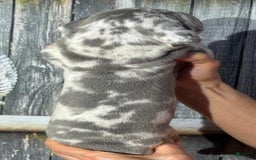 Great Dane dogs for sale: Jenny - Blue Merle - Image 2