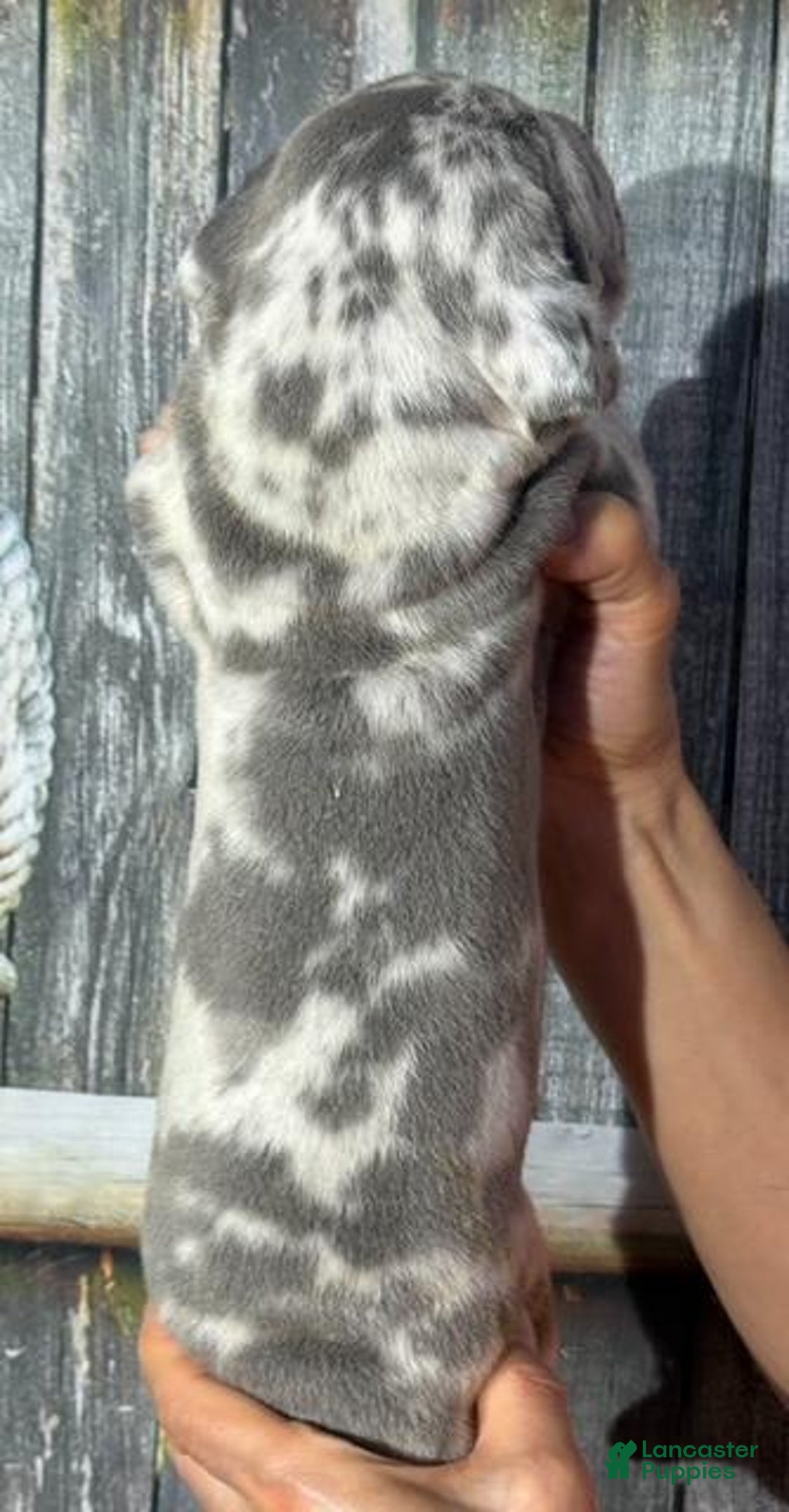 Great Dane dogs for sale: Jenny - Blue Merle - Image 2