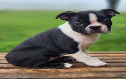 Boston Terrier dogs for sale: Coffee - Image 2