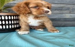 Cocker Spaniel dogs for sale: Tommy - Image 10