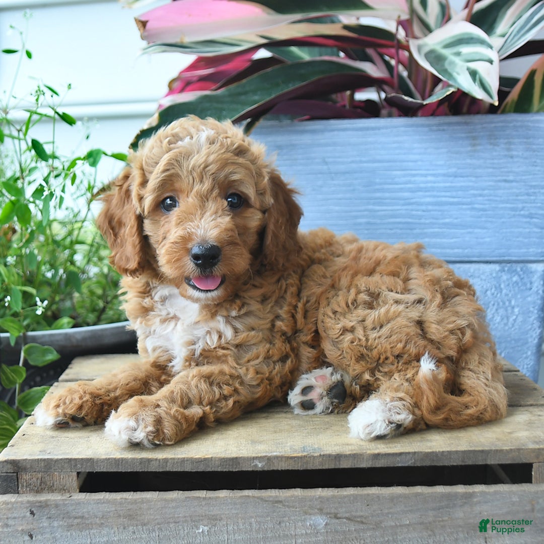 Mini Goldendoodle dogs for sale: Parker - Image 2