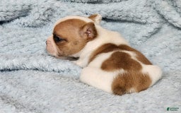 French Bulldog dogs for sale: Meatball - Image 5