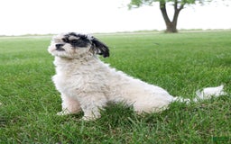 Shihpoo dogs for sale: Abby - Image 2