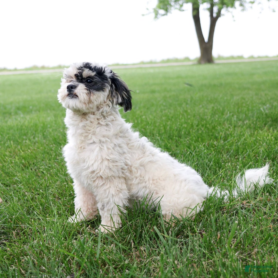 Shihpoo dogs for sale: Abby - Image 2
