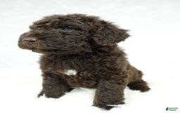 Newfypoo dogs for sale: Marley F1b - Image 4