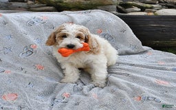 Mini Goldendoodle dogs for sale: Dallas - Image 9