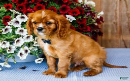 Cavalier King Charles Spaniel dogs for sale: Oliver - Image 6