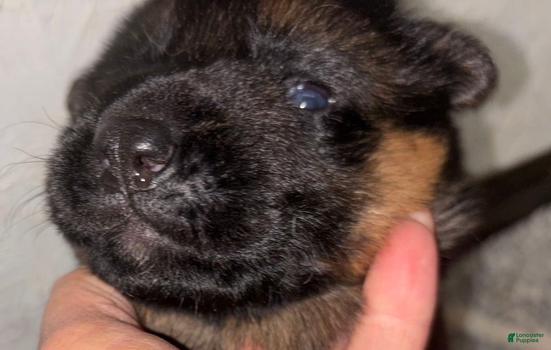 German Shepherd dogs for sale: 2nd Boy - Image 1
