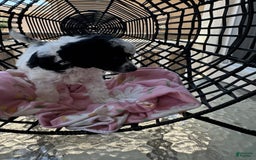 Miniature Poodle dogs for sale: Thor - Image 6