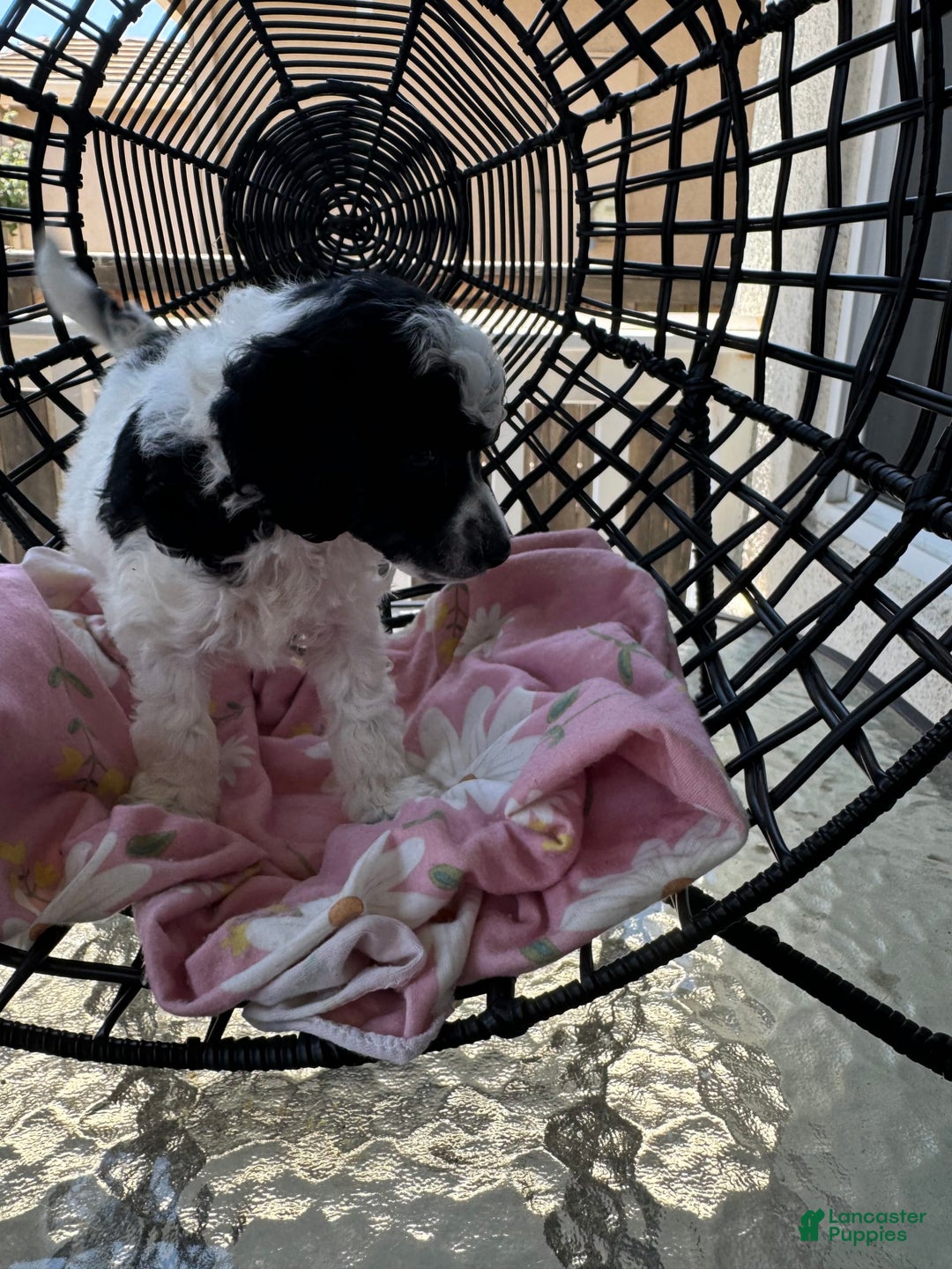 Miniature Poodle dogs for sale: Thor - Image 6