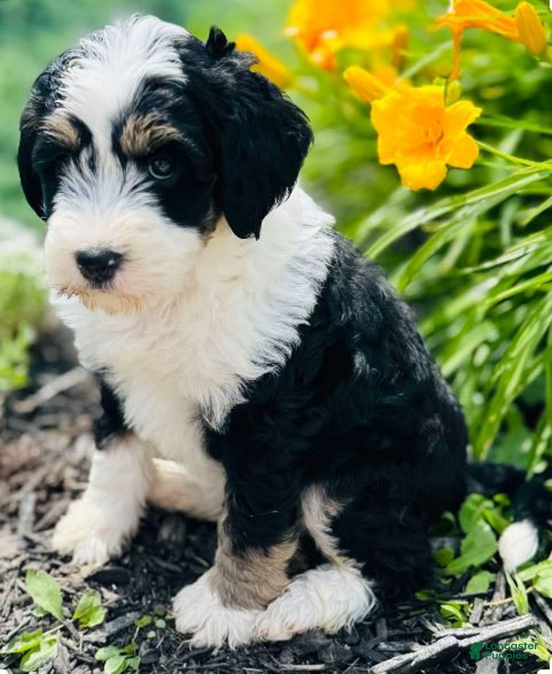 Bernedoodle dogs for sale: Classy - Image 10
