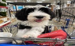 Sheepadoodle dogs for sale: Bunny - Image 5