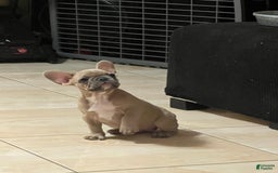 French Bulldog dogs for sale: Beans - Image 3