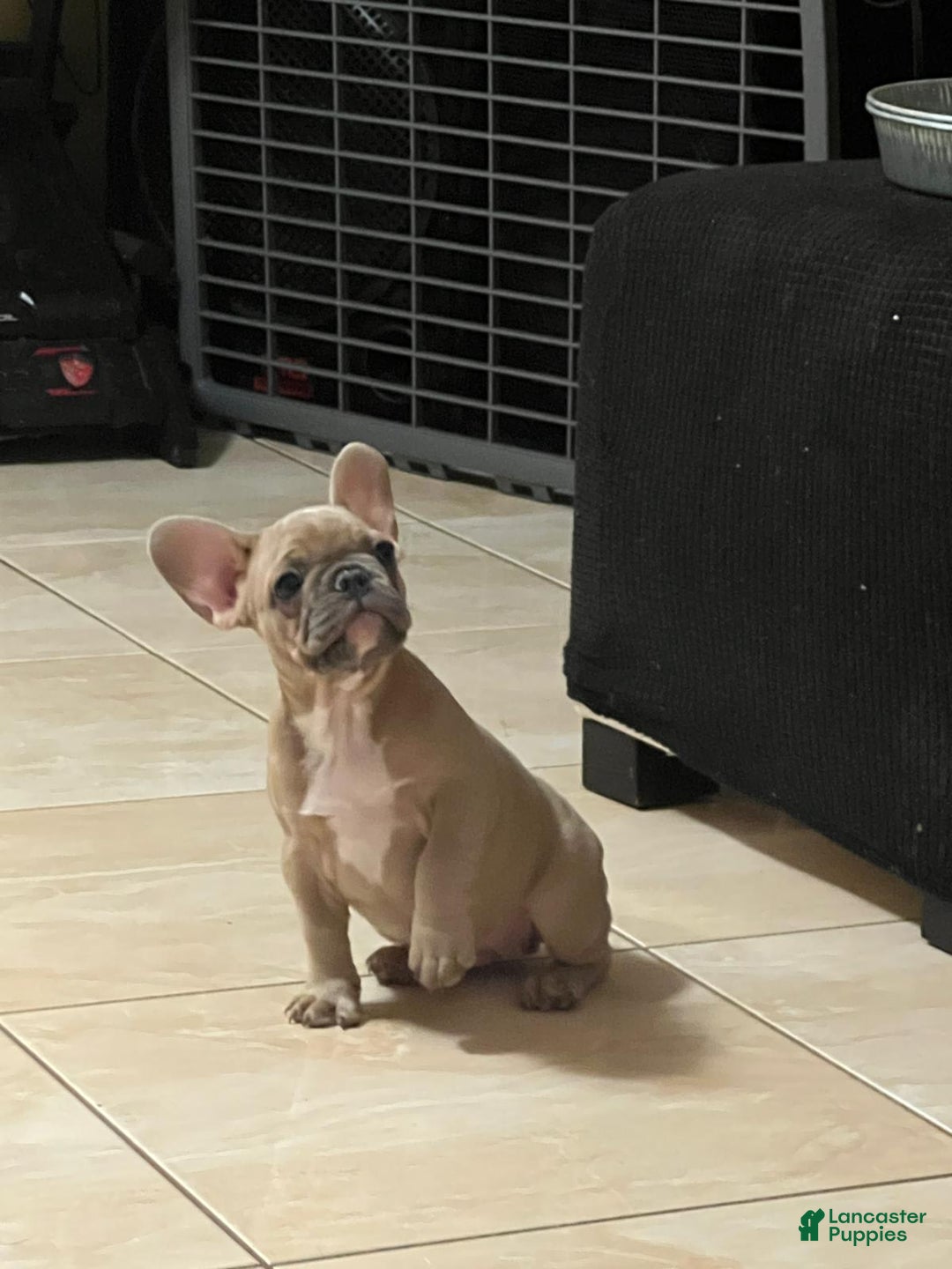 French Bulldog dogs for sale: Beans - Image 3