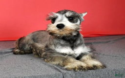 Miniature Schnauzer dogs for sale: Winston - Image 8