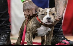 American Bully dogs for sale: Sadies - Image 1