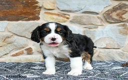 Miniature Bernese Mountain Dog dogs for sale: Oak - Image 3