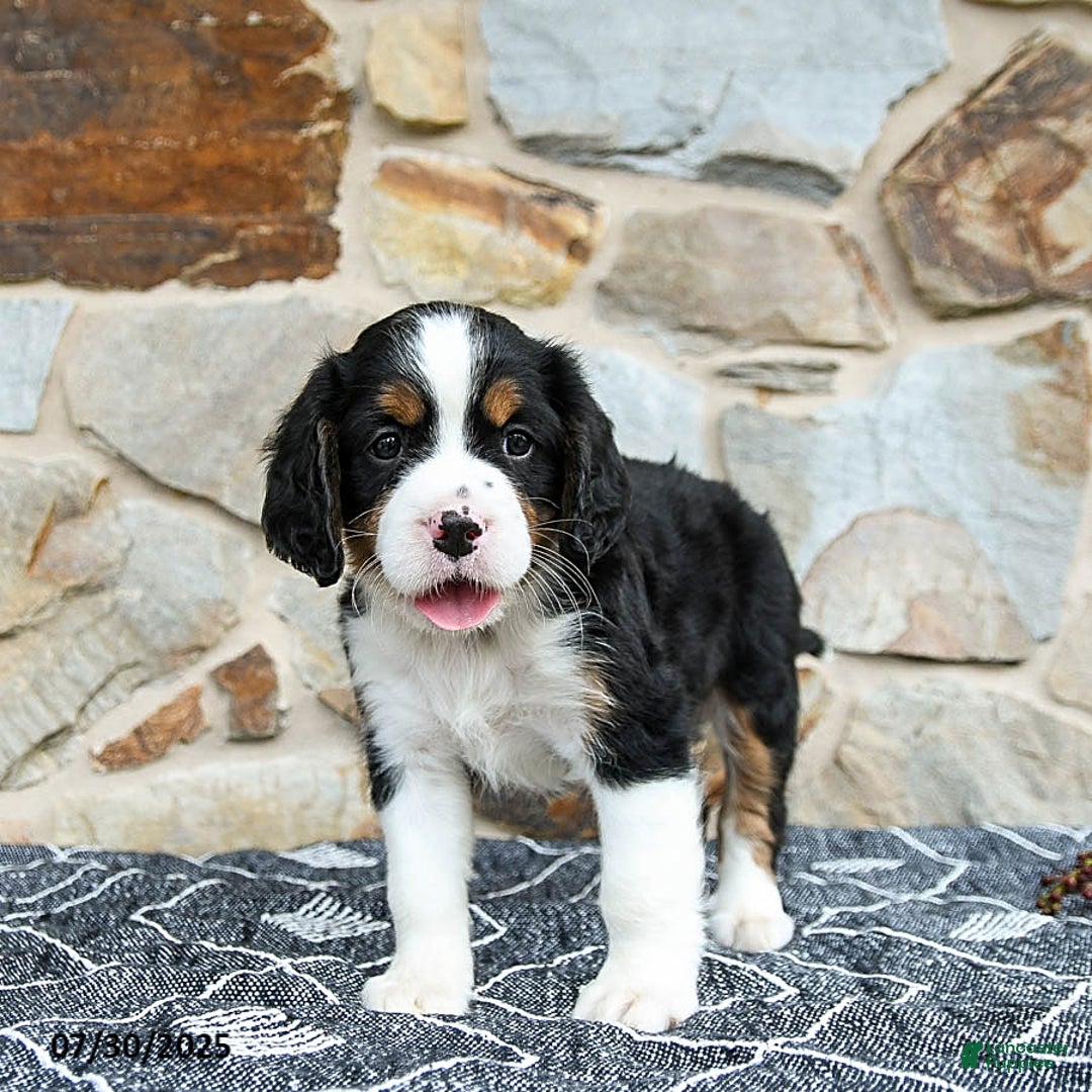 Miniature Bernese Mountain Dog dogs for sale: Oak - Image 3